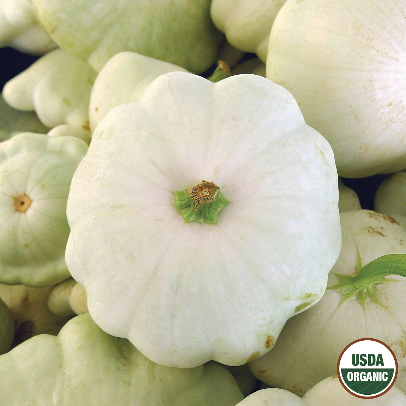 A collection of Early White Bush Scallop Squashes with a prominent squash in the foreground displaying the USDA Organic logo.