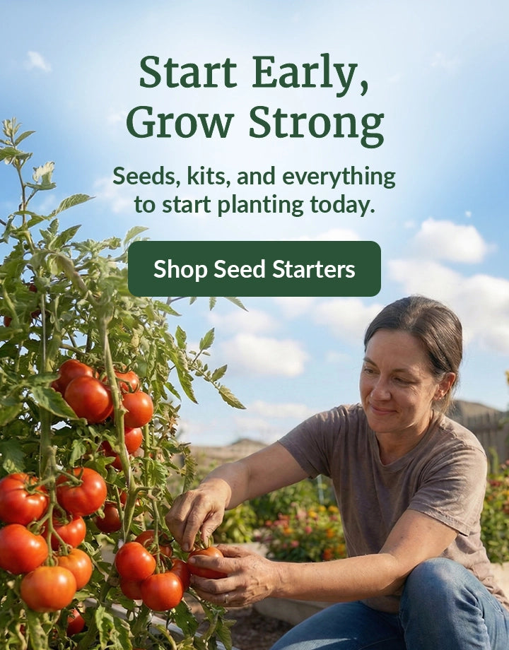 Woman harvesting ripe tomatoes from a raised garden bed beside a banner reading “Start Early, Grow Strong” with a button to shop seeds and starter kits.