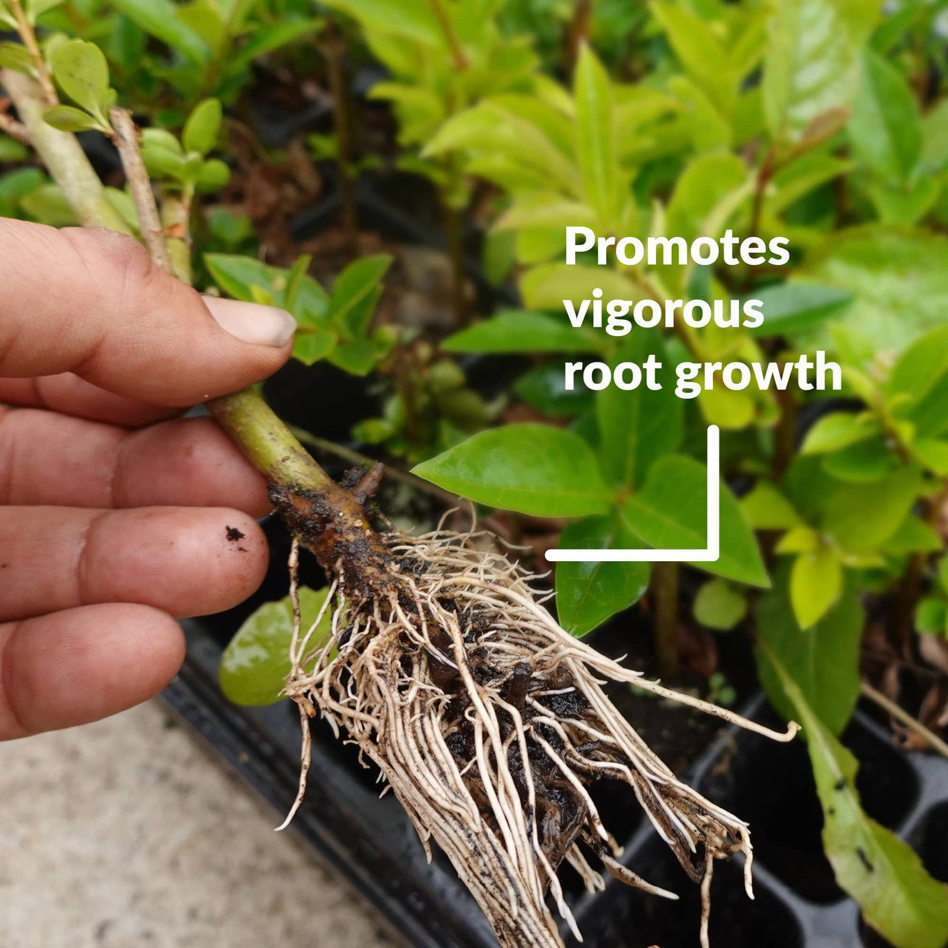 Promotes vigorous root growth