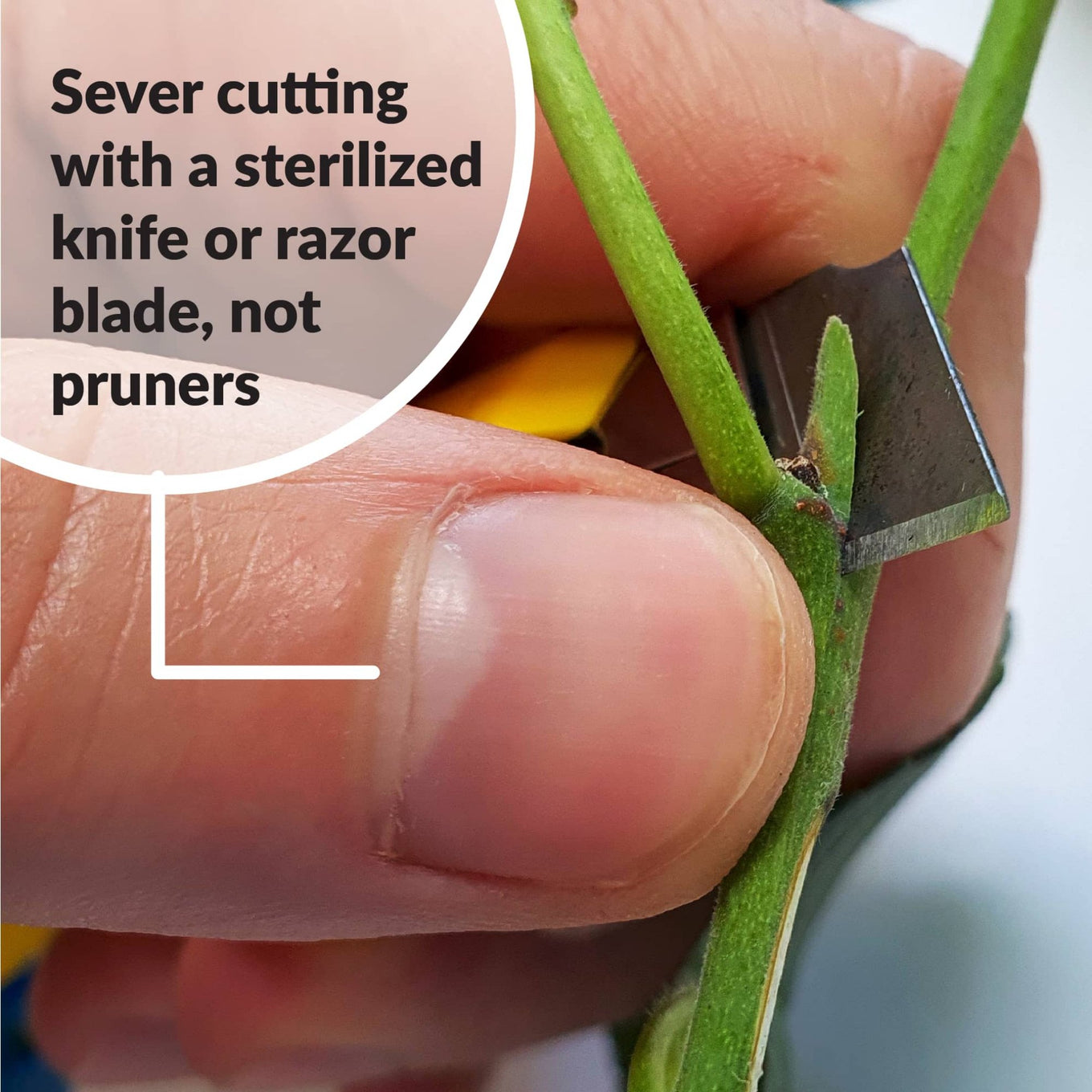 Sever cutting with a sterilized knife or razor blade, not pruners