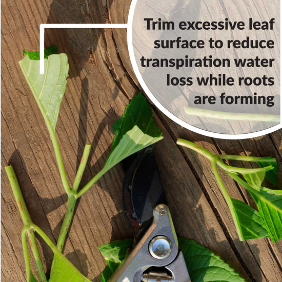 Trim excessive leaf surface transpiration water loss while roots and forming