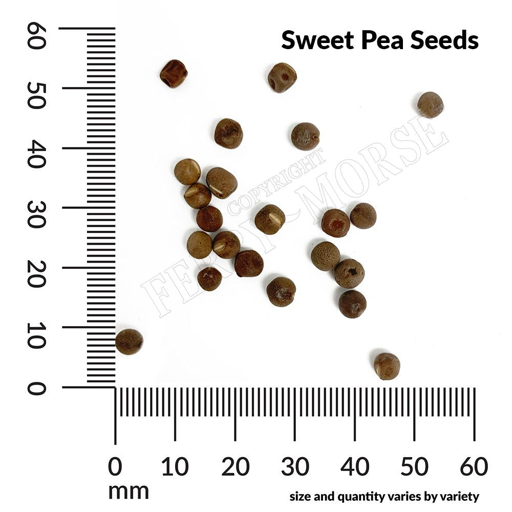 sweet pea seed spill and measurement