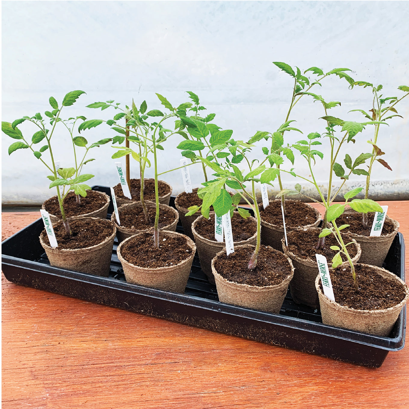 A black watertight plastic plant tray with a geometric pattern, designed for seed starting.