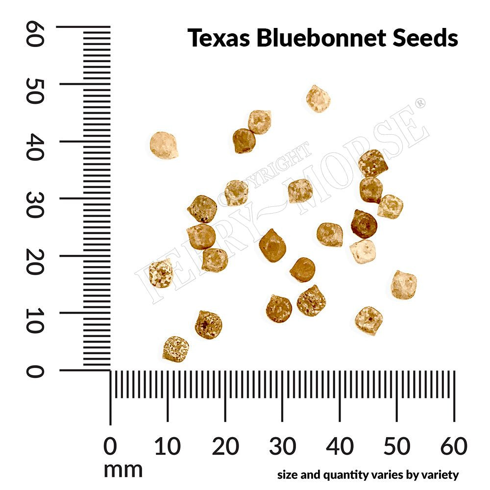 Texas bluebonnet seed spill and measurement