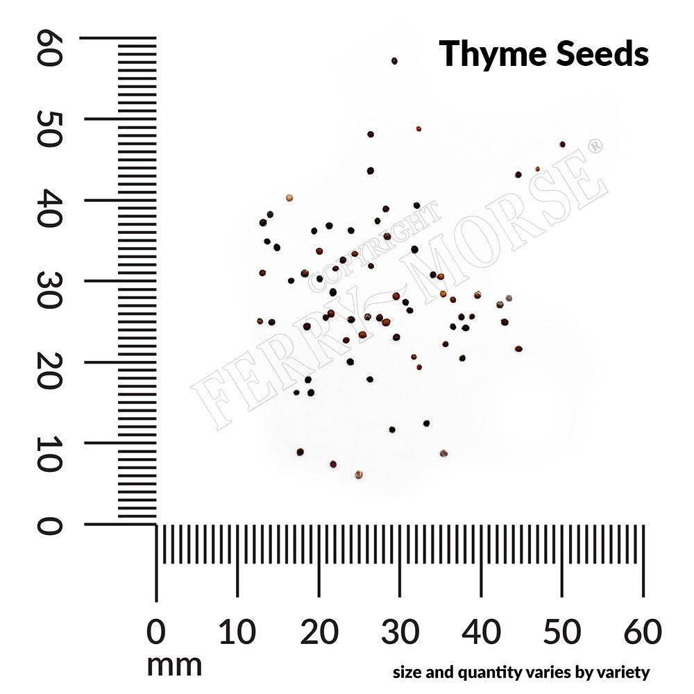 Thyme seed spill and measurement
