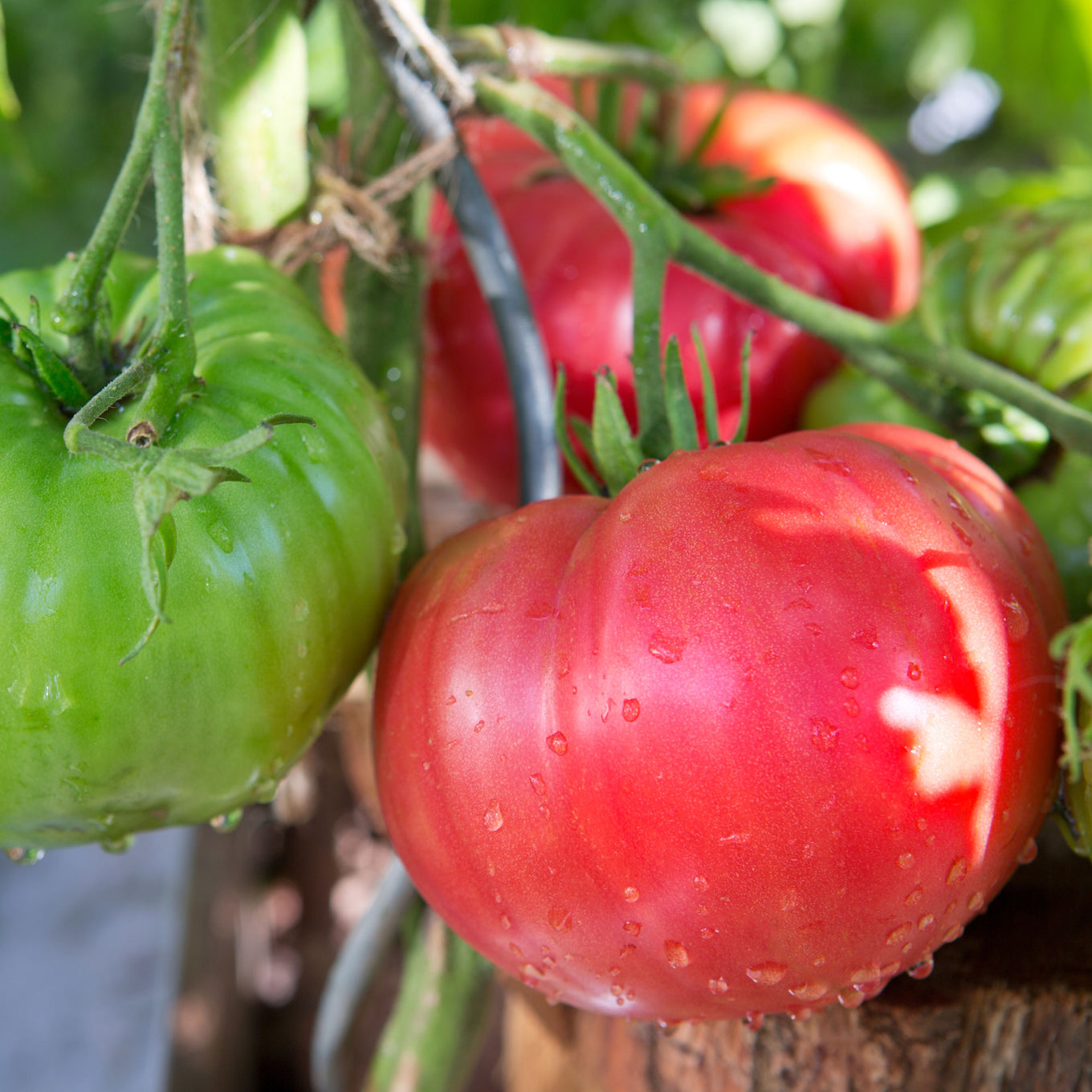 A cluster of beefsteak tomatoes on the vine, with one tomato fully red, and the others still green.