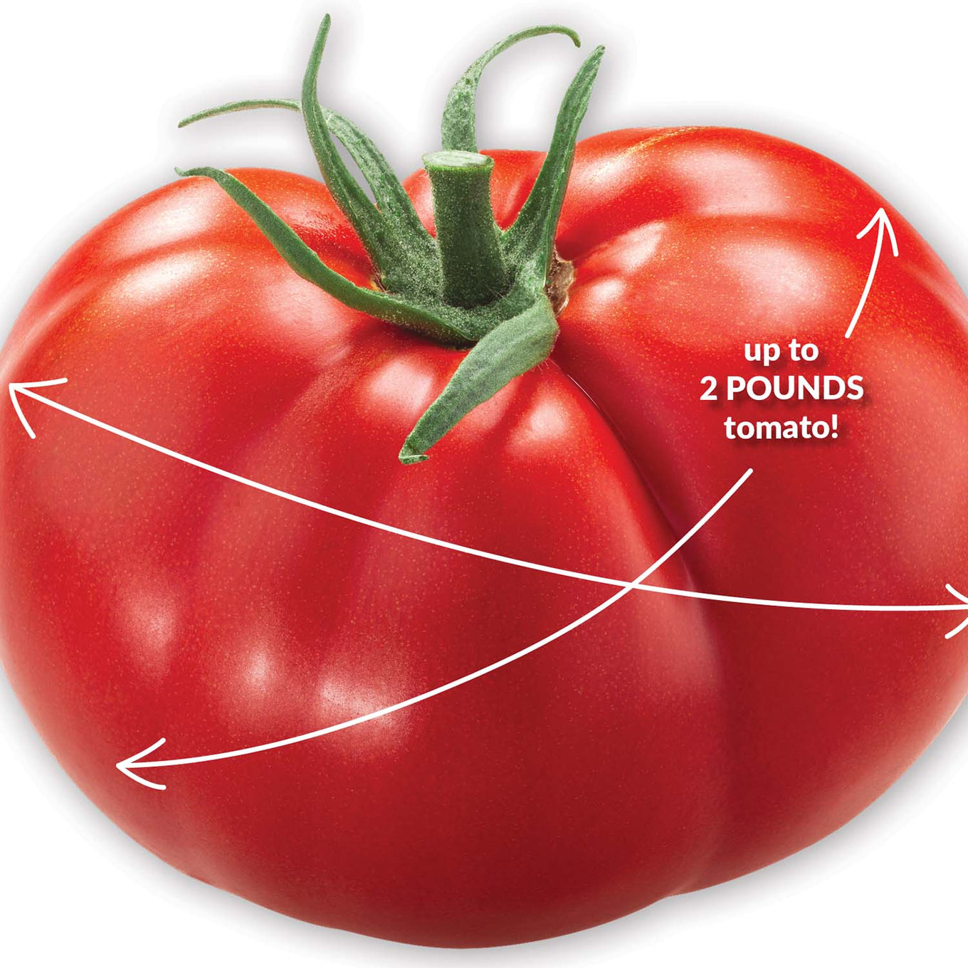 Tomato beefed up beefsteak up to 2 pounds tomato