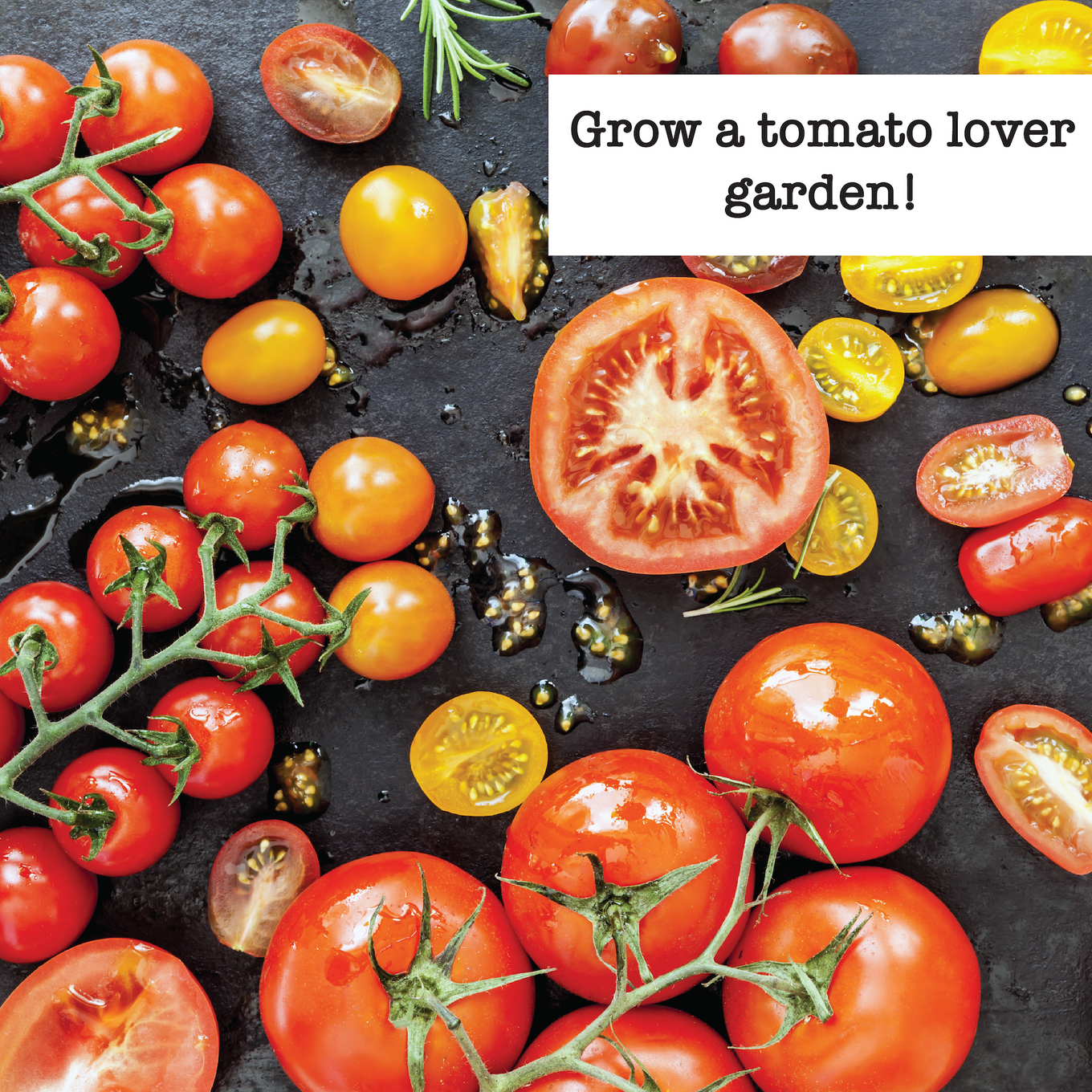 Grow a tomato lover garden