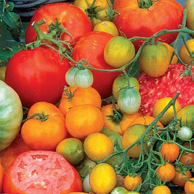 A variety of colorful heirloom tomatoes including red, orange, yellow, and purple tomatoes on the vine.