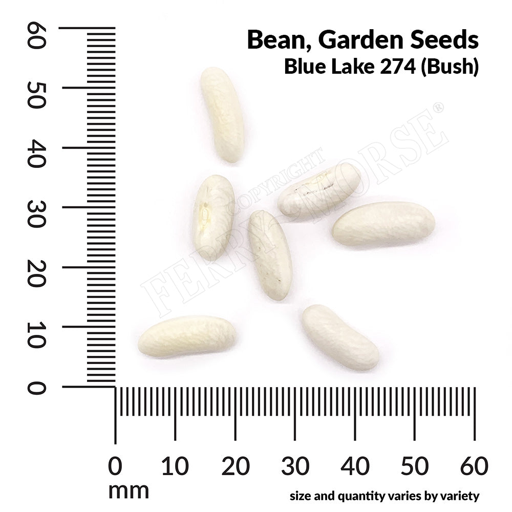 Bean Garden Blue Lake 274 bush seed spill and measurement