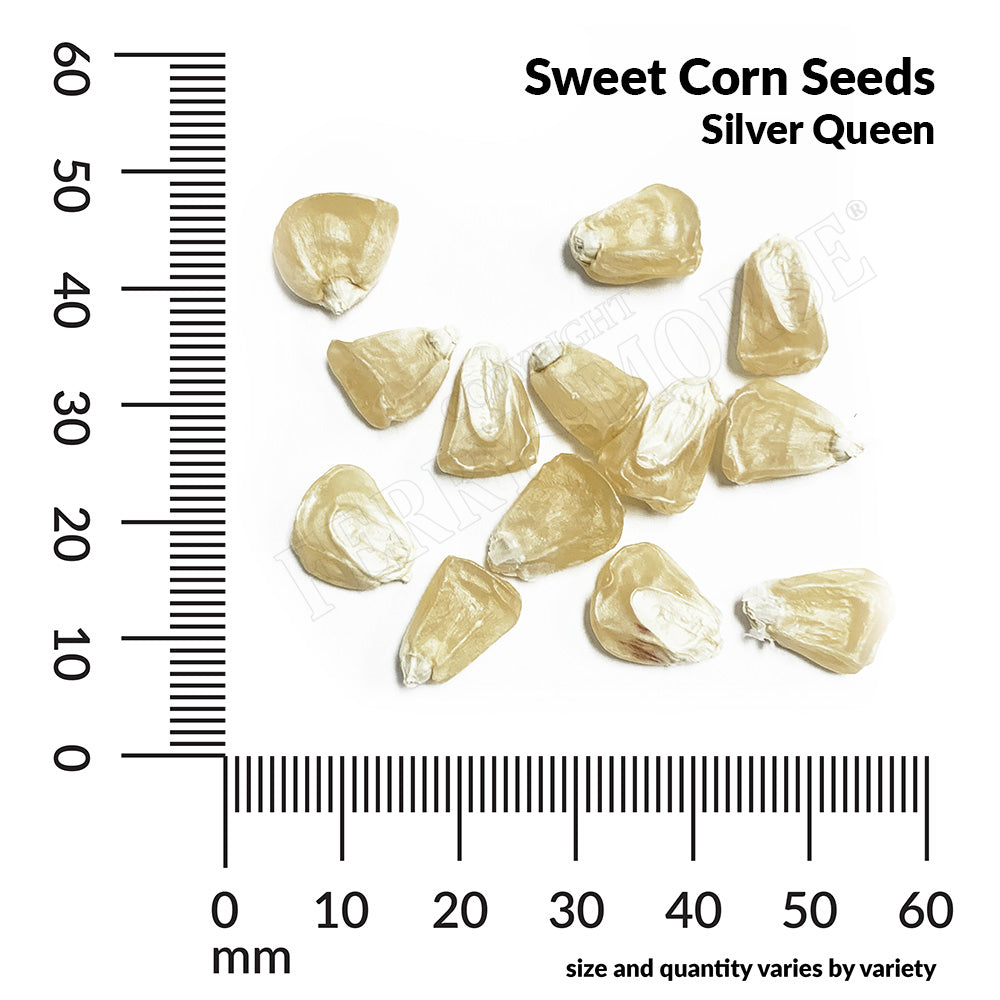 Sweet corn silver queen seed spill and measurement