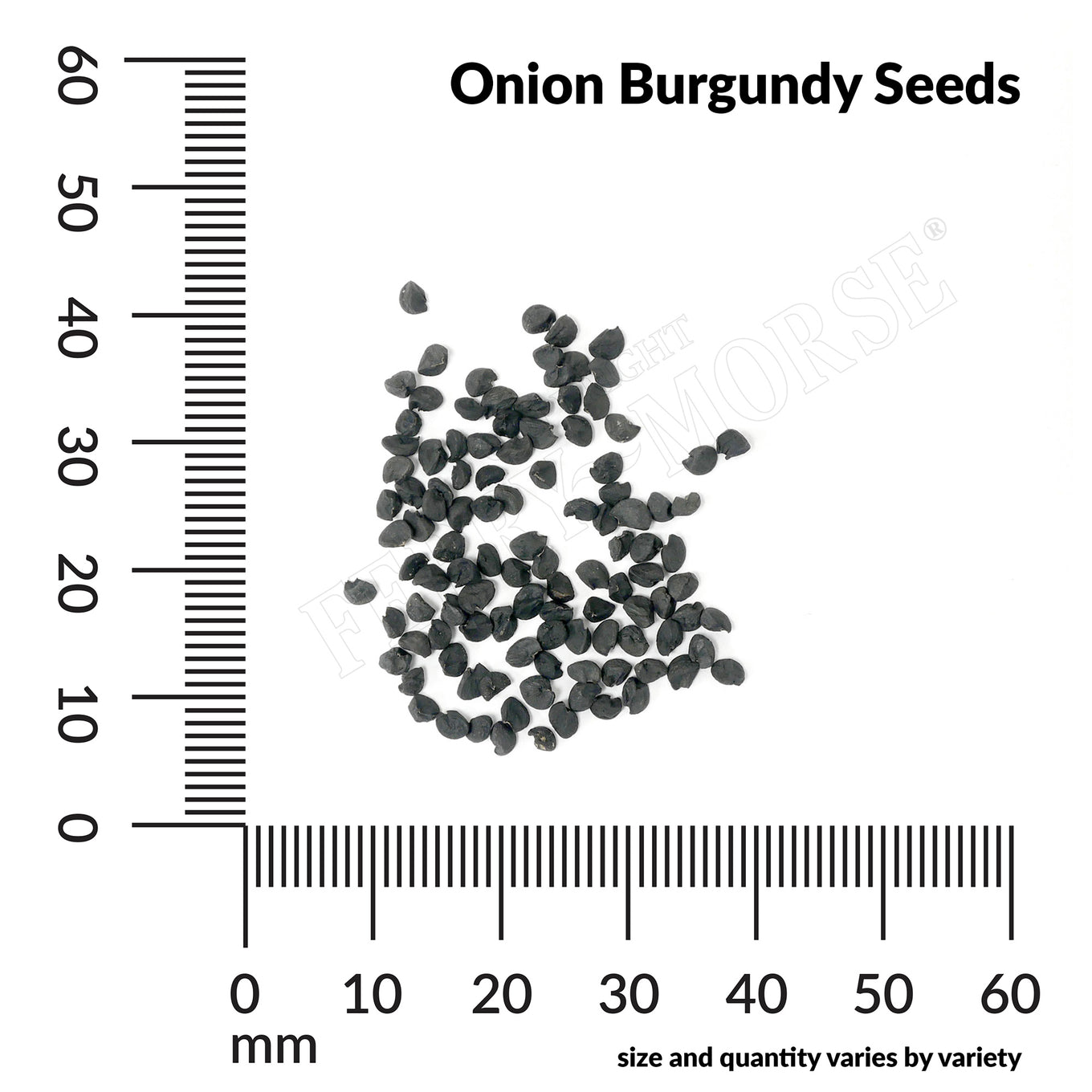 Onion burgundy seed spill and measurement