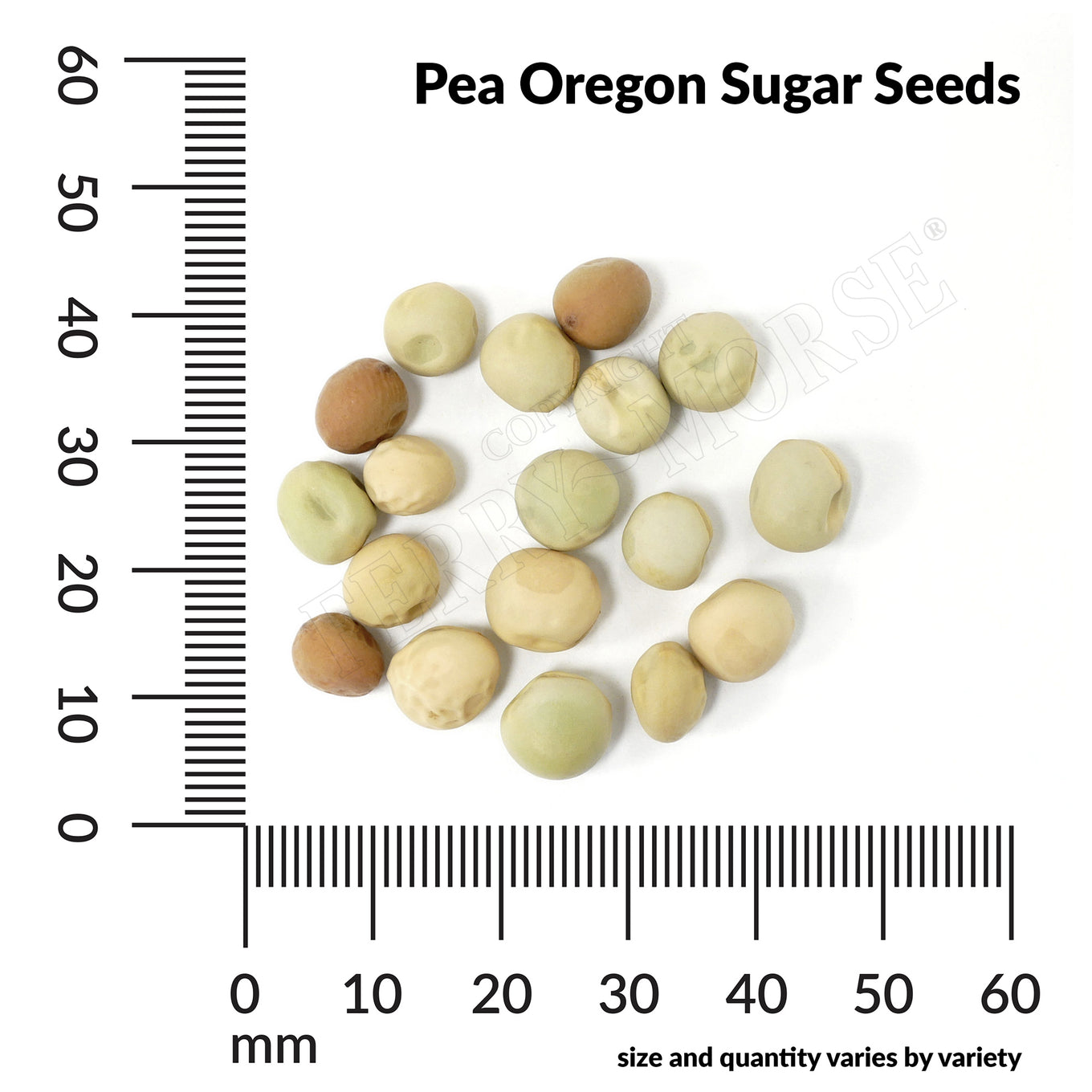 Pea oregon sugar seed spill and measurement