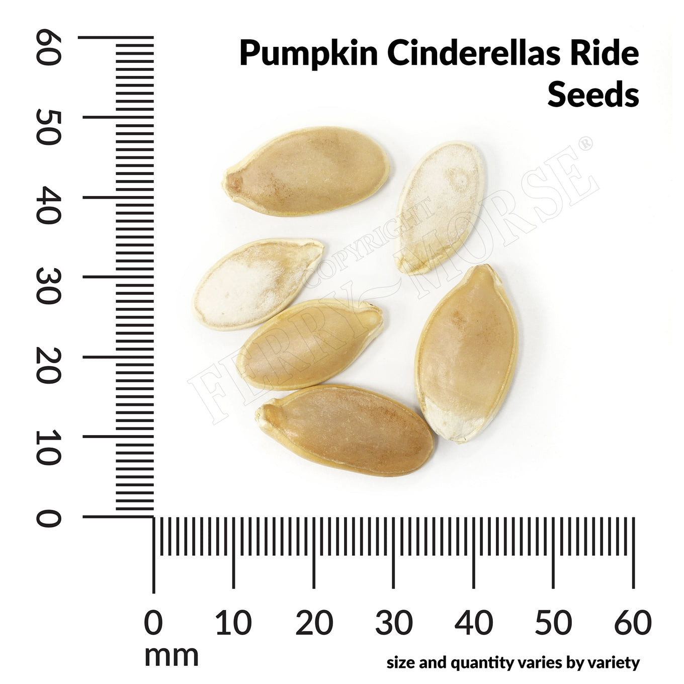 Pumpkin cinderellas ride seed spill and measurement