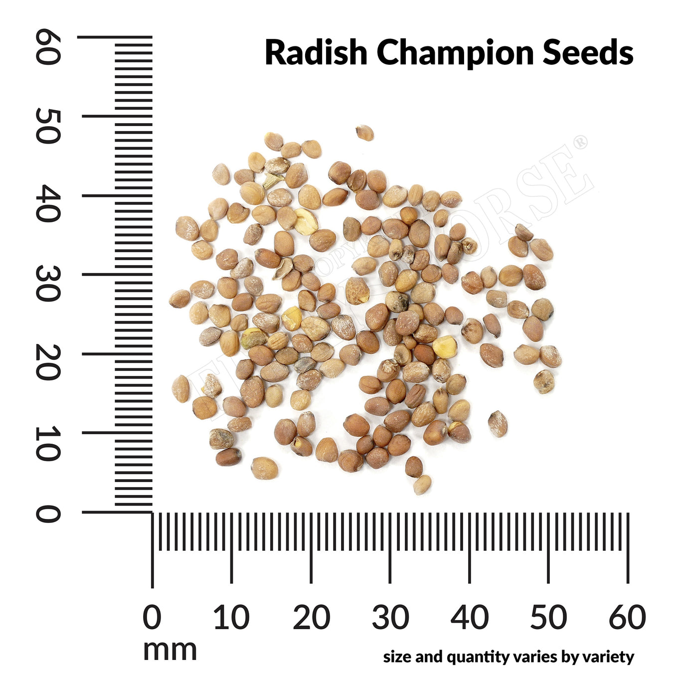 Radish champion seed spill and measurement