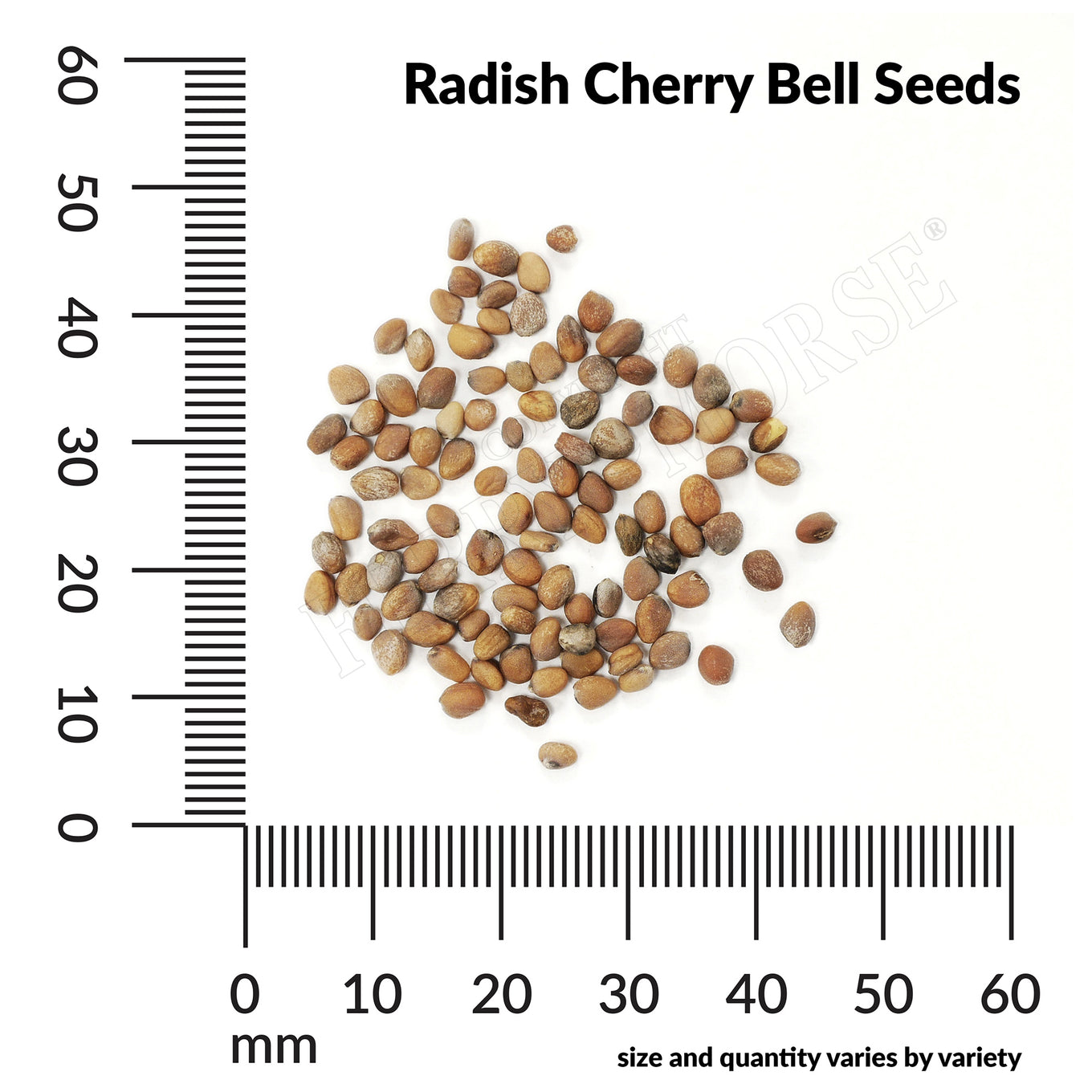 Radish cherry bell seed spill and measurement