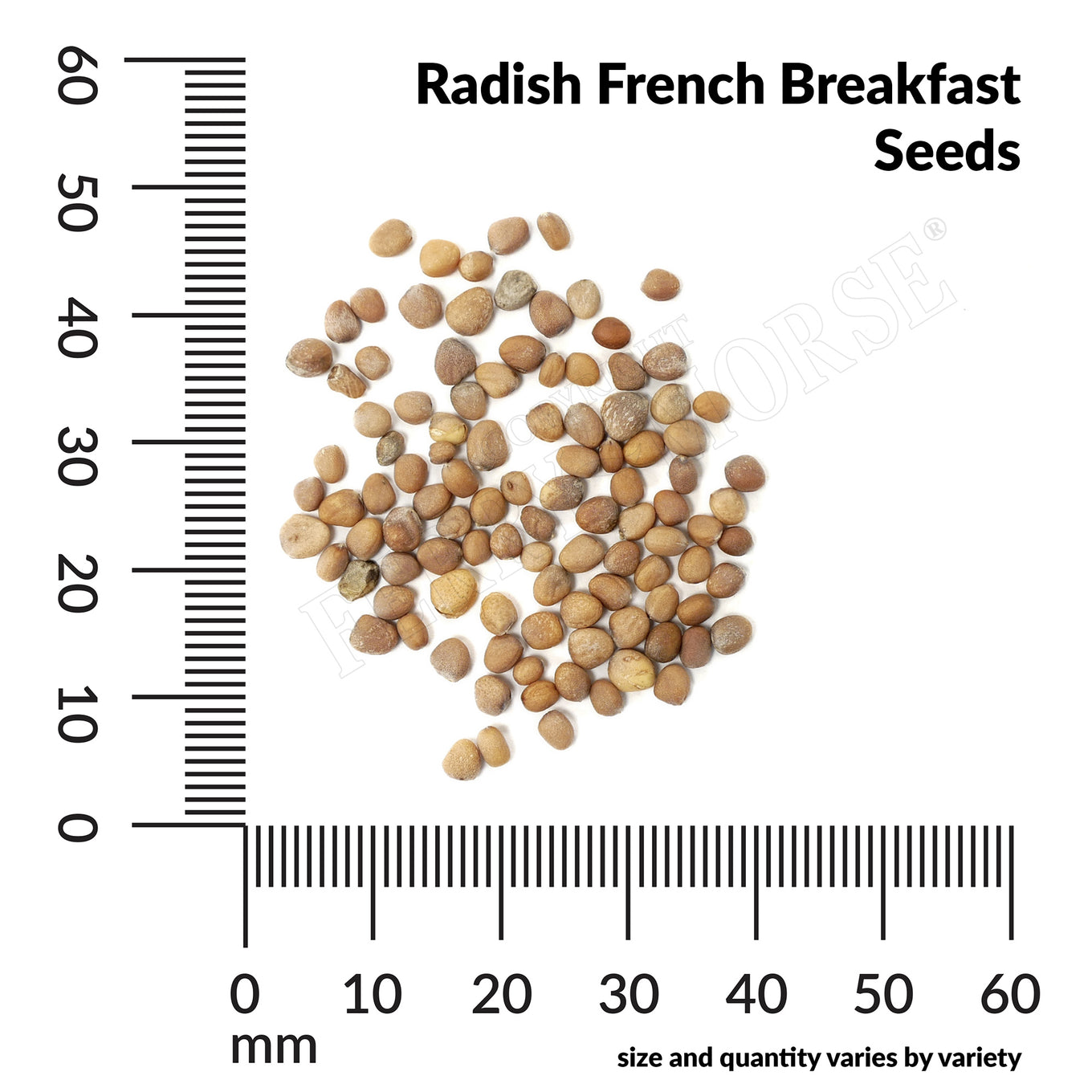 Radish french breakfast seed spill and measurement