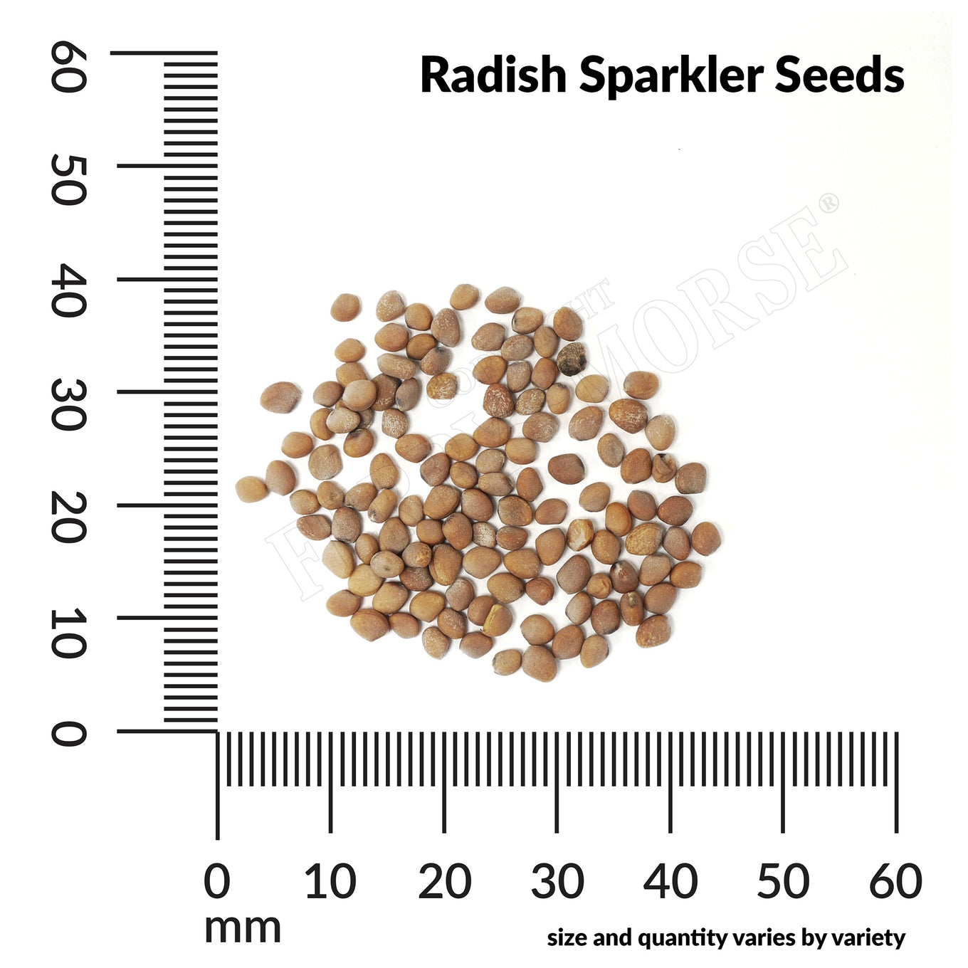 Radish sparkler seed spill and measurement