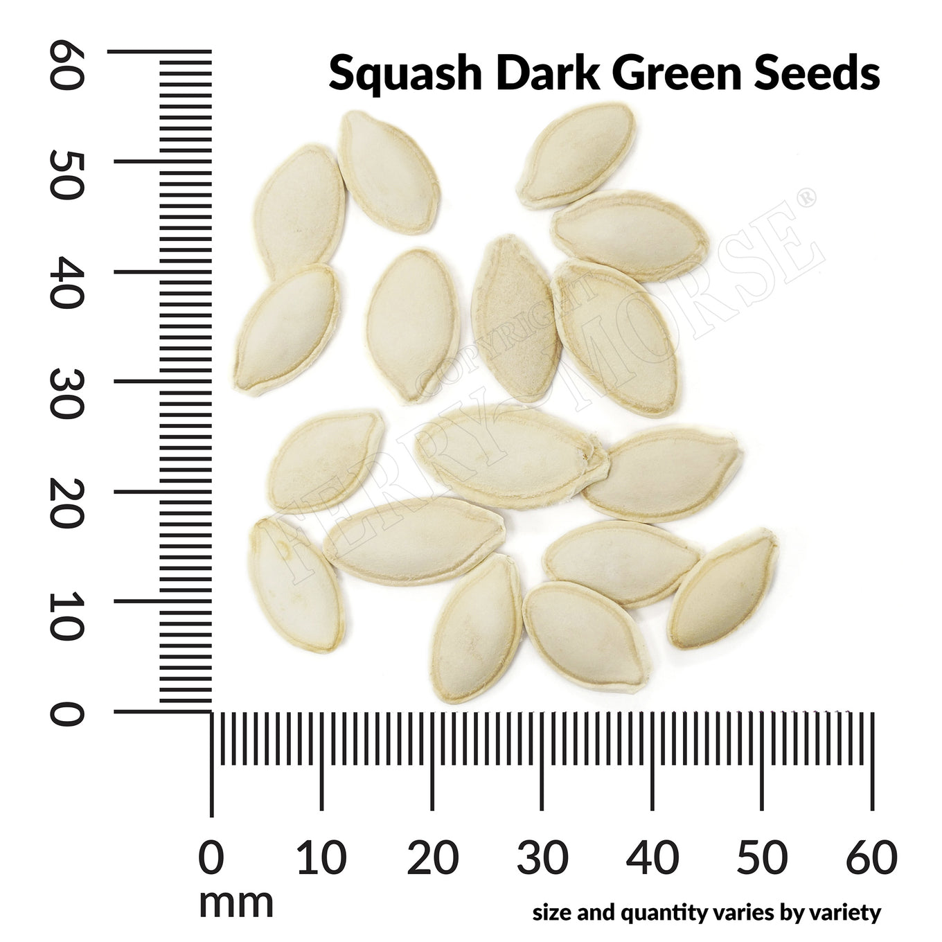 Squash dark green seed spill and measurement