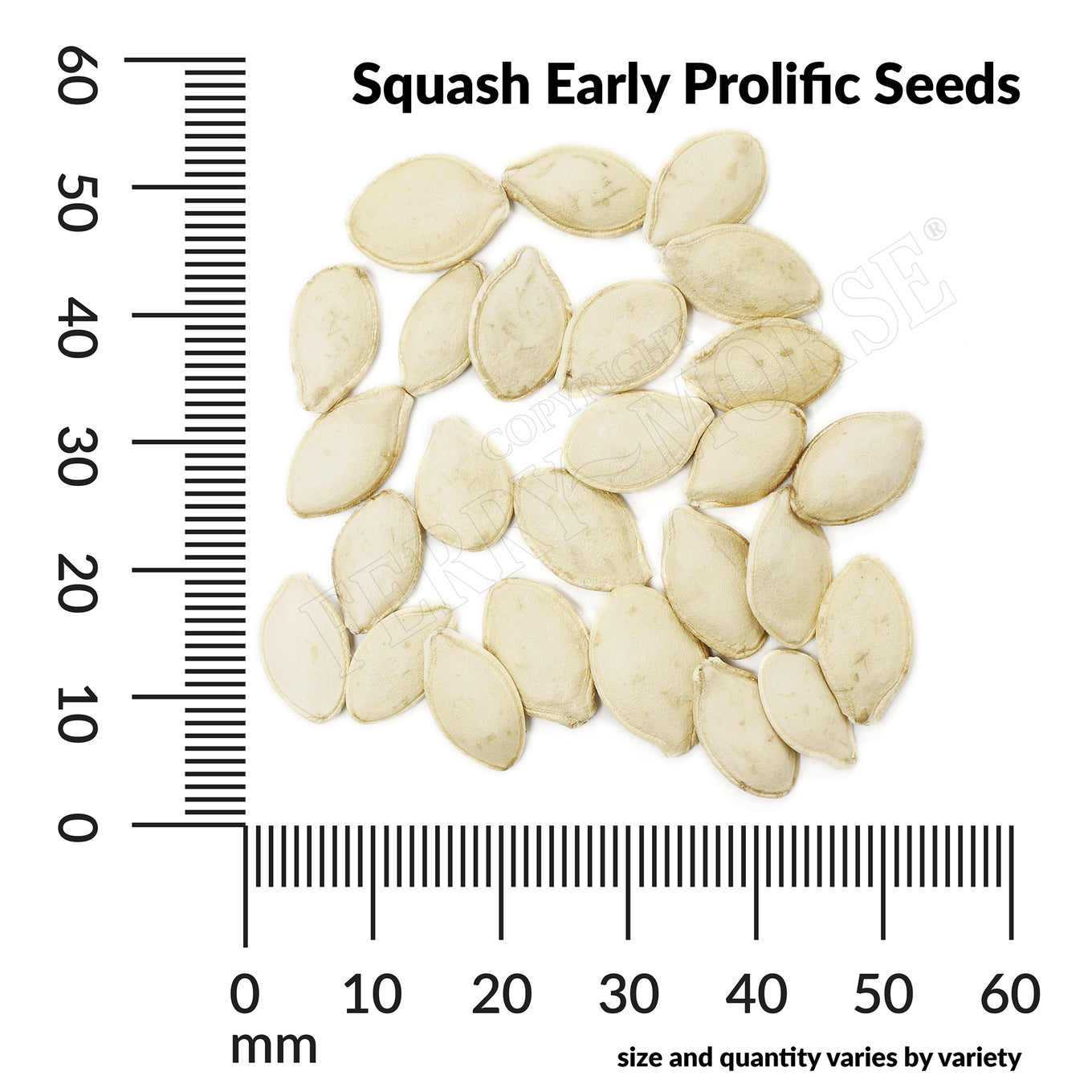 Squash early prolific seed spill and measurement