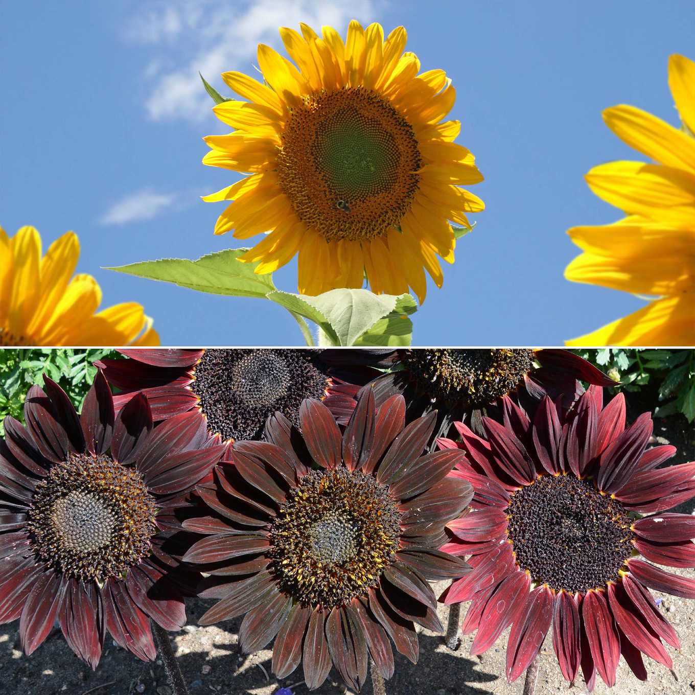 Sunsational Sunflower varieties