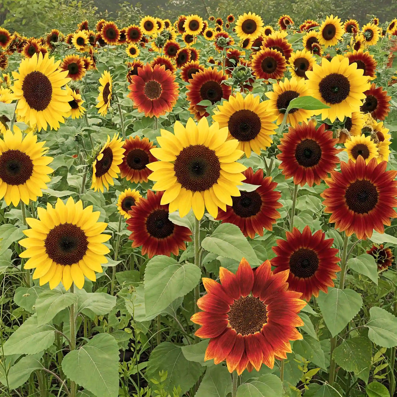 A field of sunflowers displaying a mix of red, yellow, and burgundy colors.