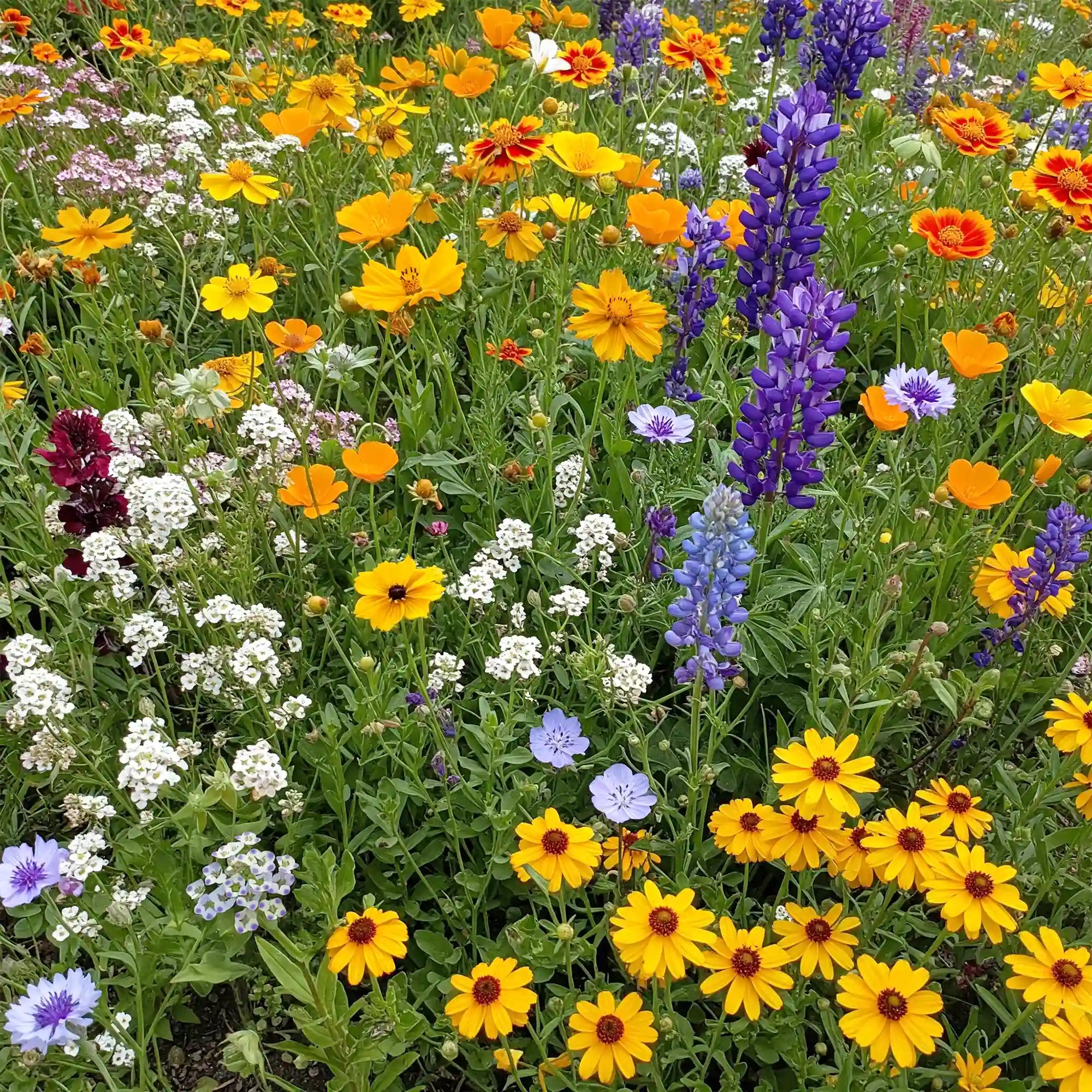 Pacific Northwest Wildflower Seed Mix -Flowers Pacific Northwest Pacific Northwest Wildflower Seed Mix -Flowers Pacific Northwest