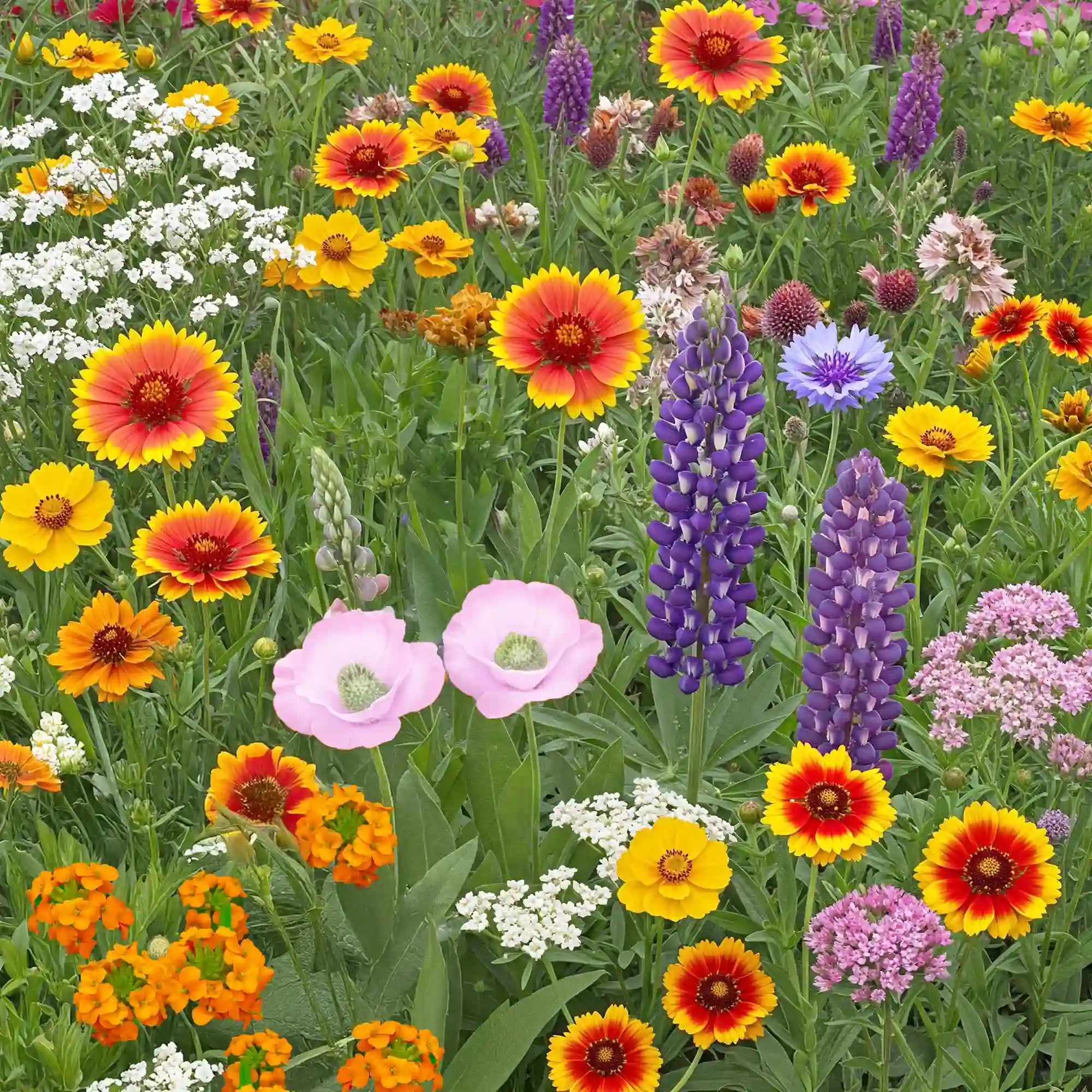 american seed wildflower blend sunny area Ferry-Morse Colorado Western Mix Bulk Wildflower Seeds, 1lb