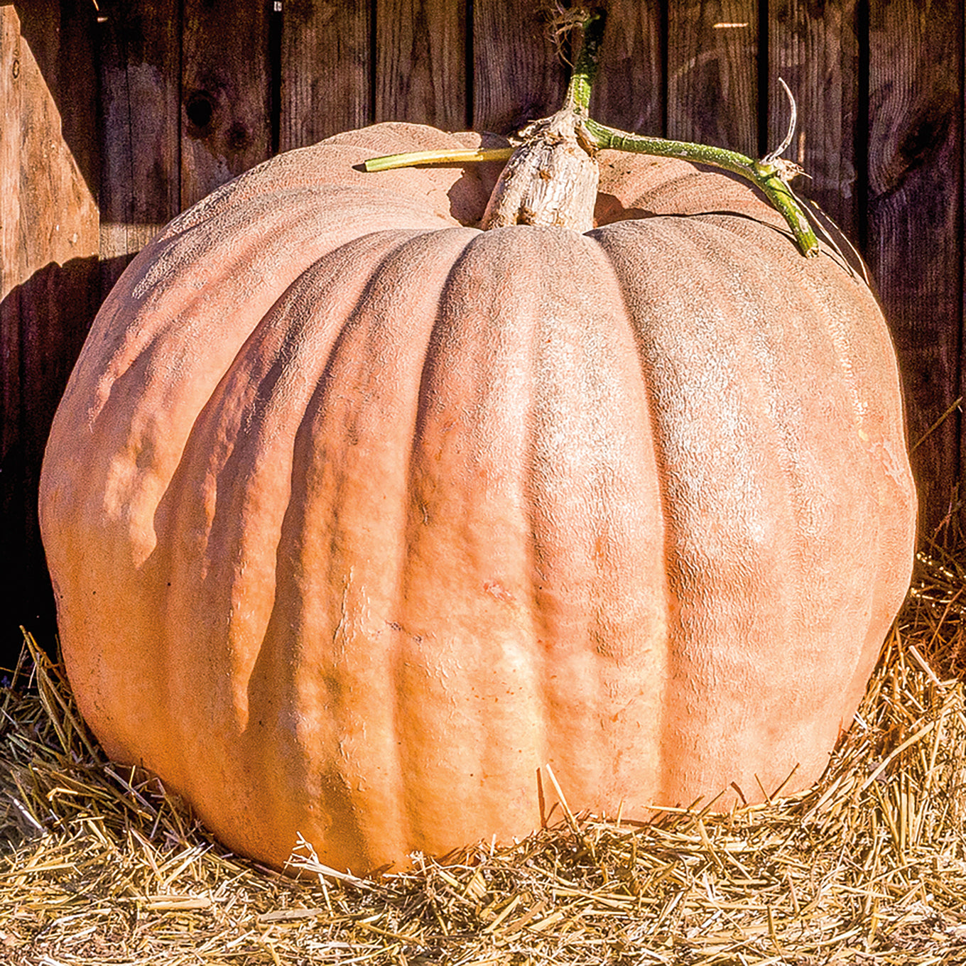 A large Cinderella's Ride pumpkin with a light orange hue, displayed on a straw platform in front of a wooden backdrop.