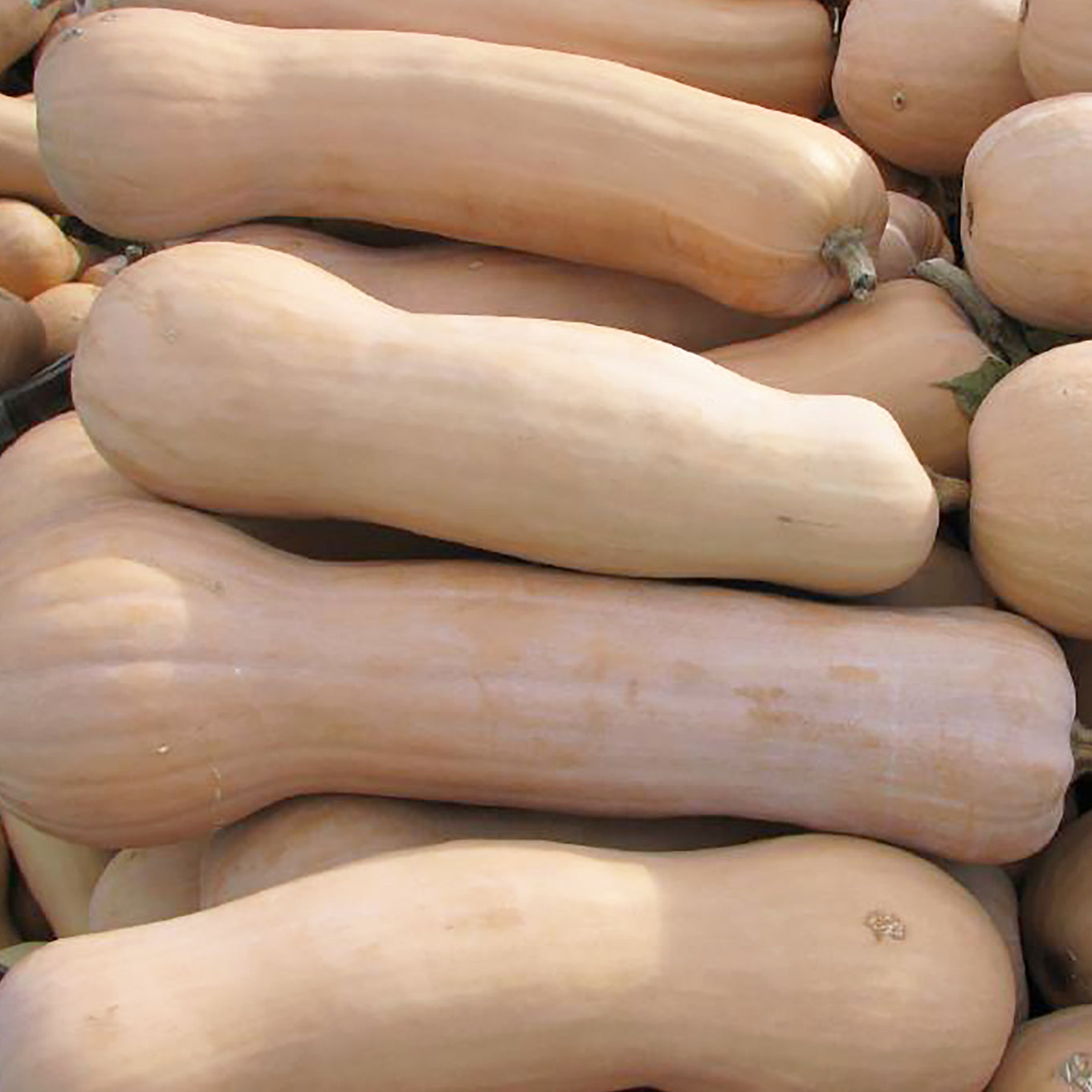 A pile of butternut squash fruits with a smooth, cream-colored skin.