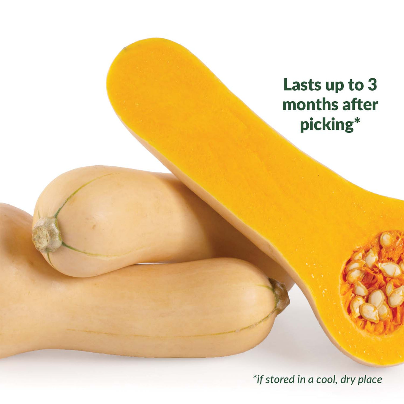 Ferry-Morse squash butternut sasquash F1 lasts up to 3 months after picking call out