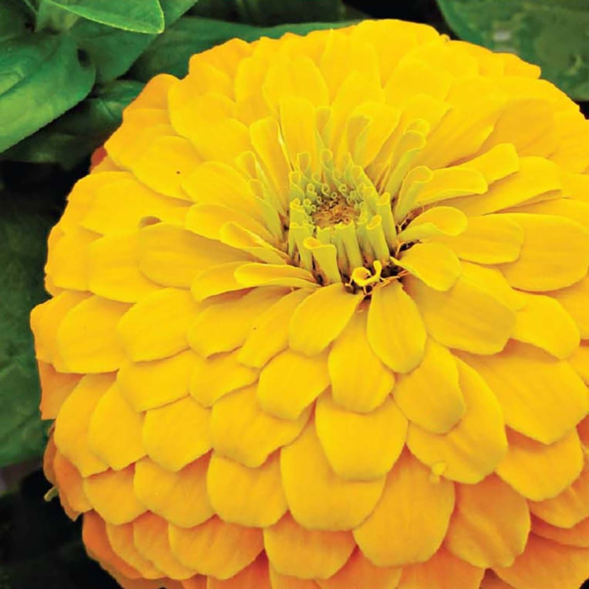 queenbee 花魁(小) Zinnia, Giant Double Flowered Canary Bird Seeds | Colorful Cut