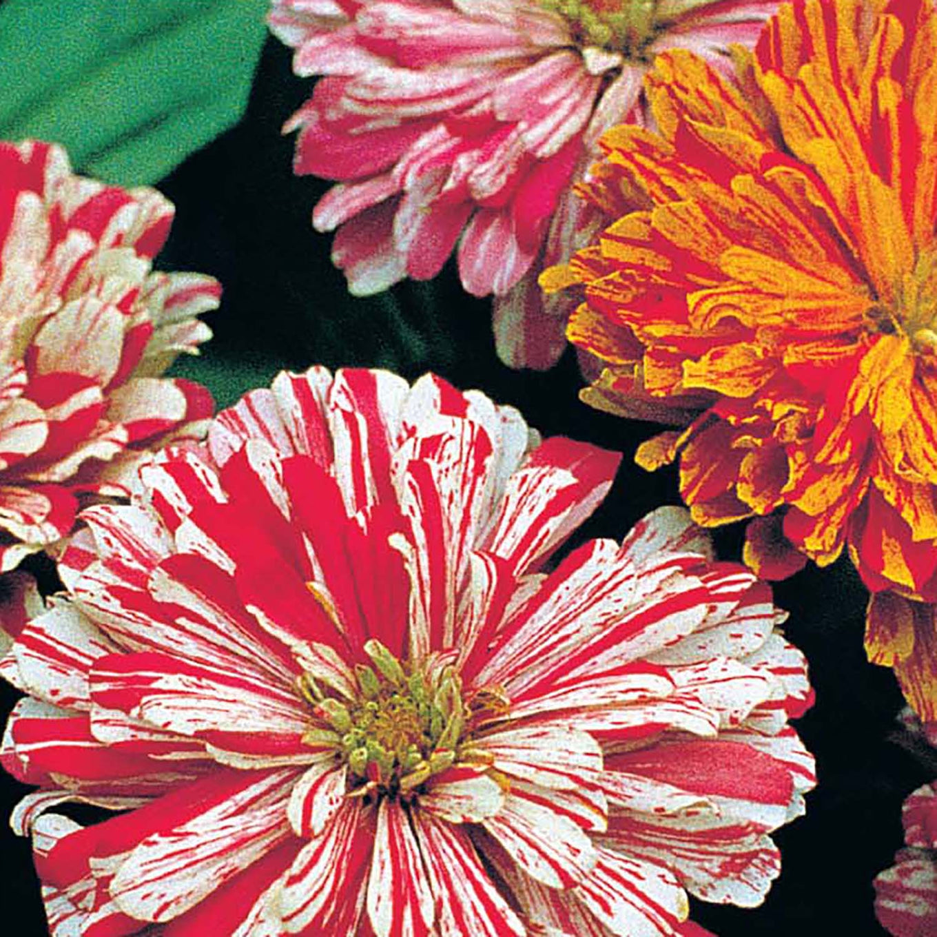 A close-up of Zinnia flowers with bi-colored blooms ranging from red and white to yellow and orange.