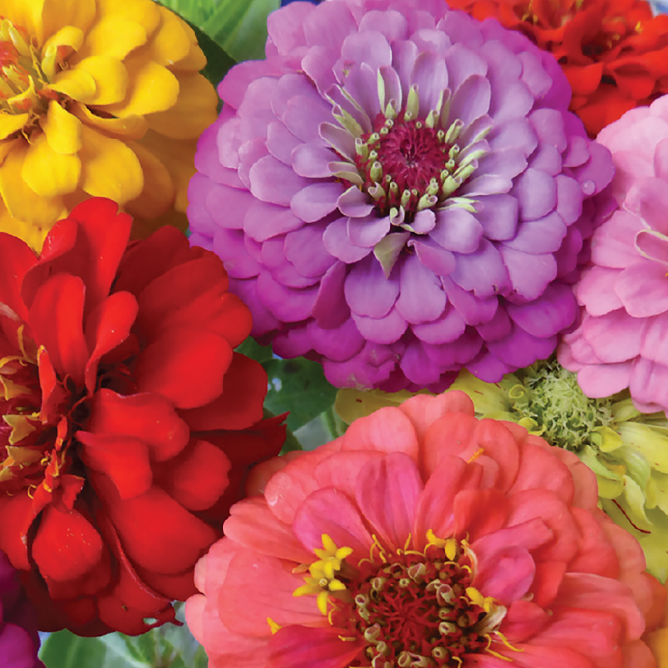 A variety of zinnia flowers in full bloom, displaying a range of colors including orange, purple, red, rose, and white.