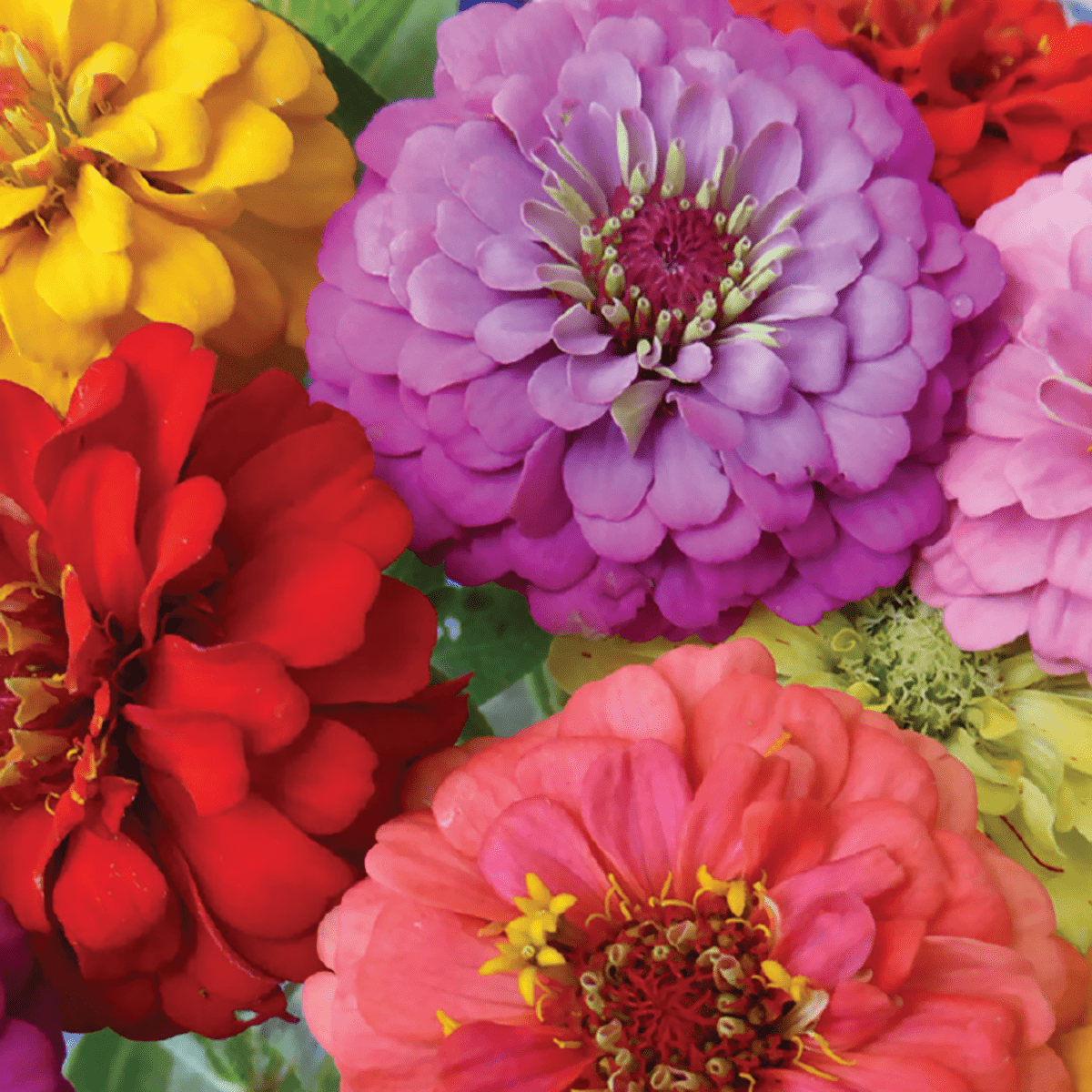 Zinnia, Early Bird Seeds, 1g - Ferry - Morse