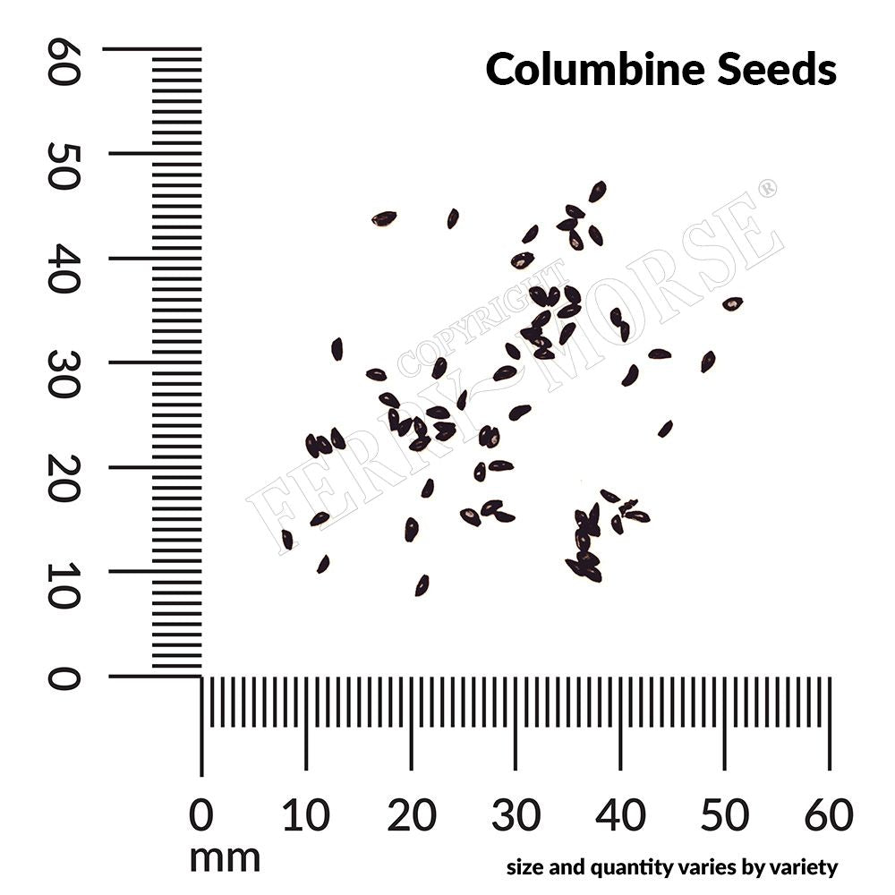 Columbine, McKana's Giants Mixed Colors Seeds