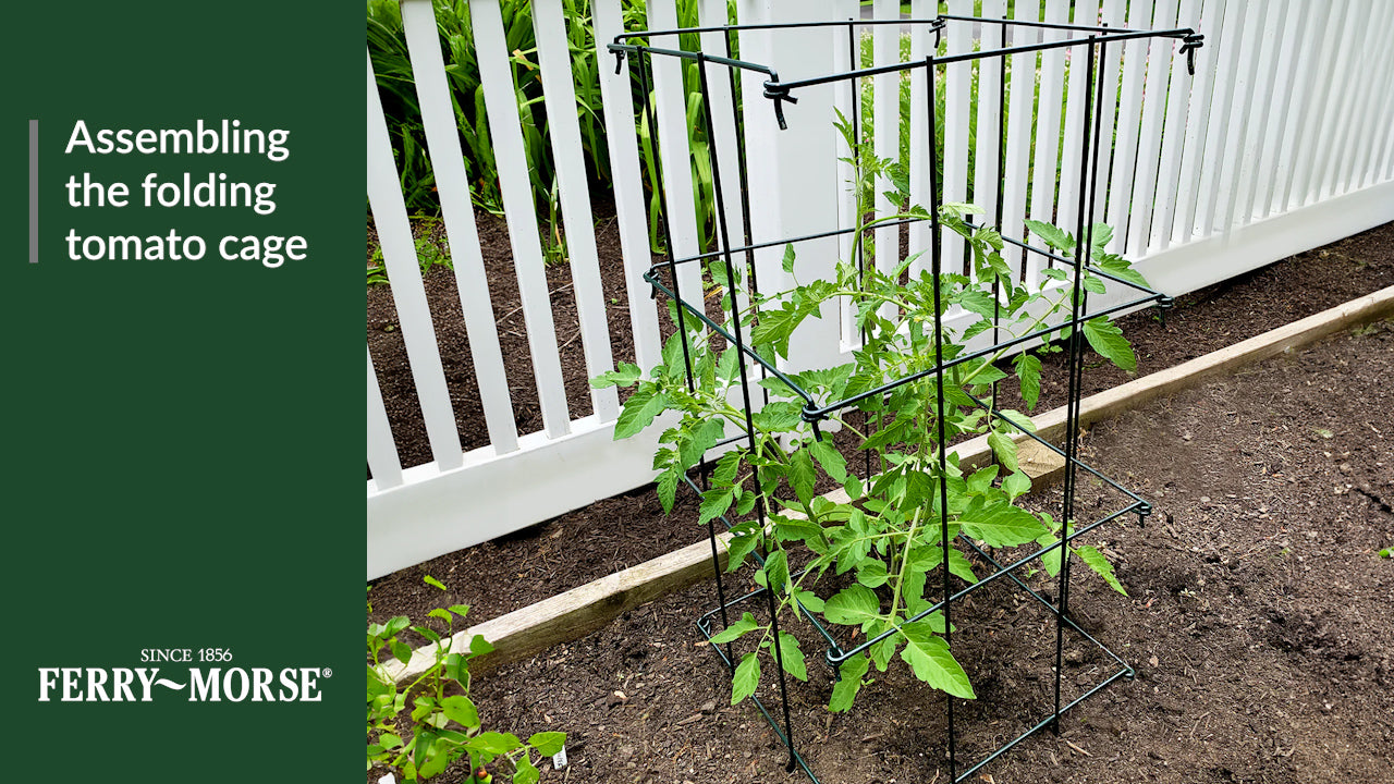 Assembling the folding tomato cage. Place each of the 4 sections on a flat surface. Connect each section as you lay them out. Hold the top edge while you stand the sections upright. Fold four sections to form a diamond shape. Starting from the bottom, connect the remaining hooks & eyes. Once fully assembled open cage to a square shape. Place cage over your tomato plant, pushing the bottom into the ground.