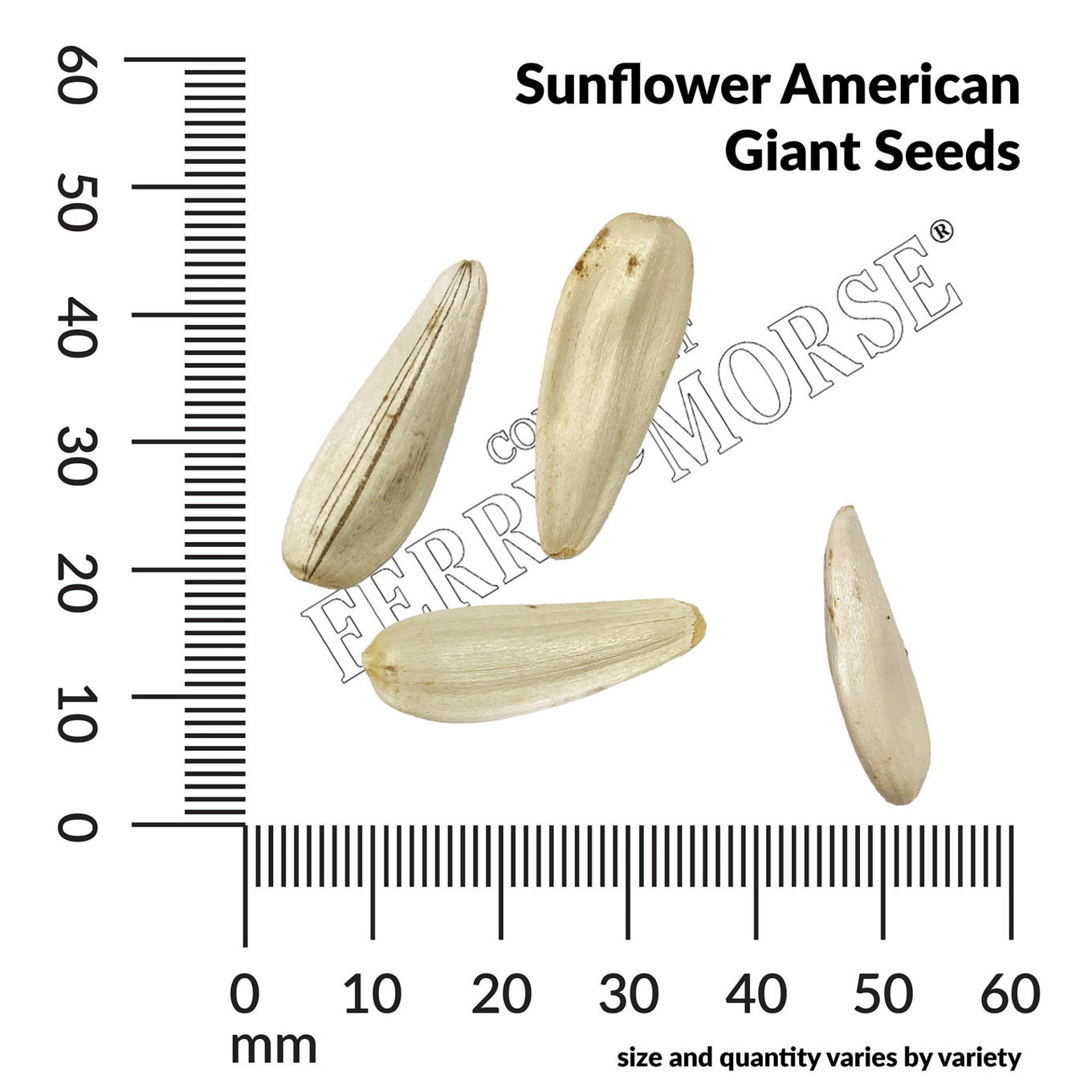 Sunflower American Giant Seed Spill and Measurement