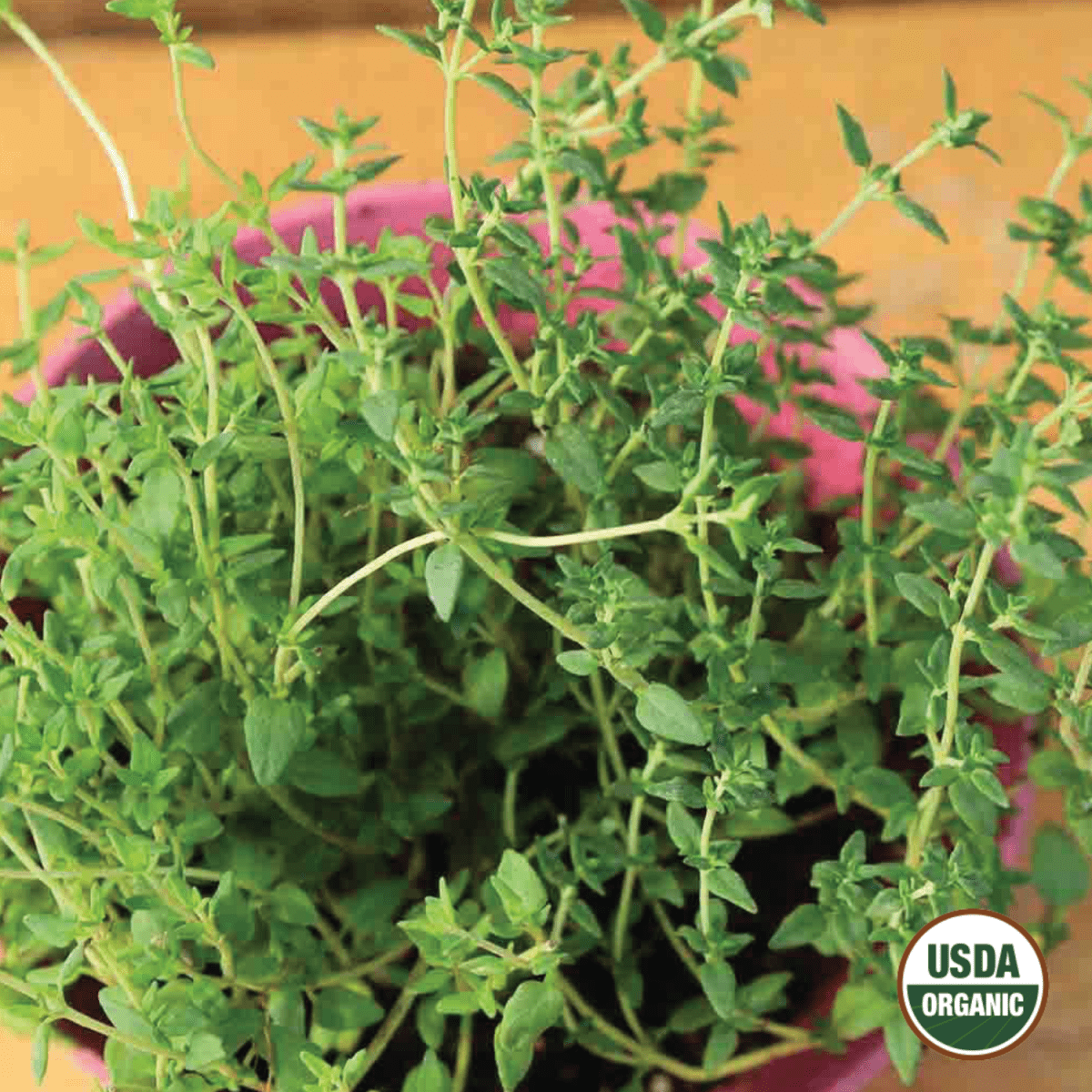 plant thyme seeds Thyme Organic Seeds 400mg from Ferry-Morse Seeds