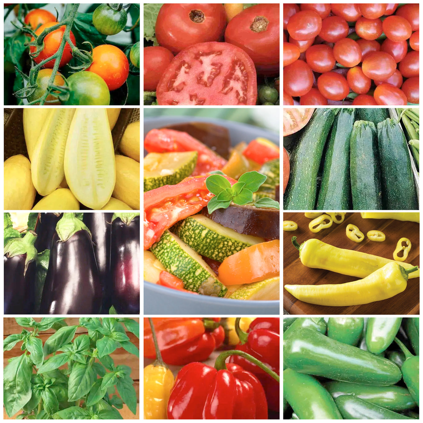 ten vegetables grown out in a grid formation