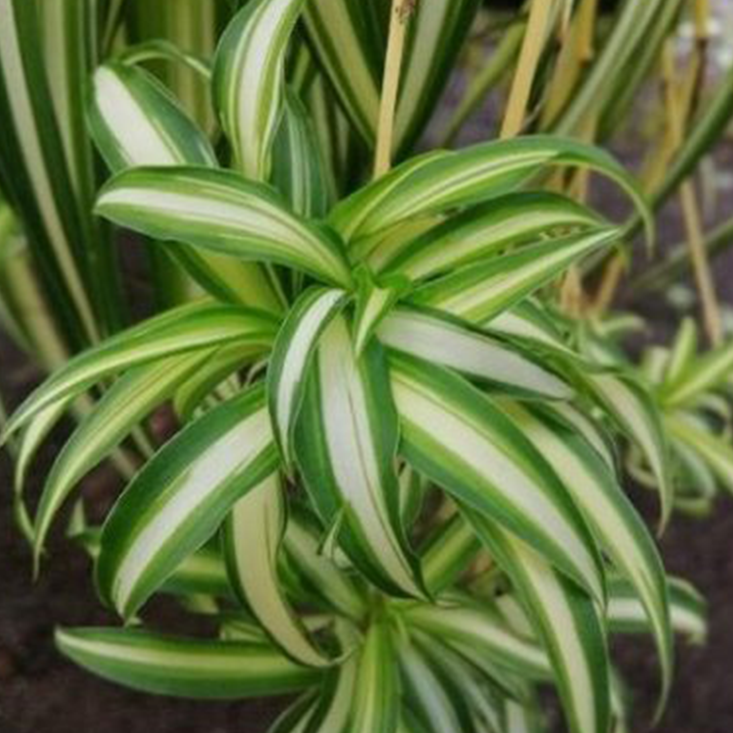 Spider Plant Chlorophytum Comosum, Easy Care Indoor Plant