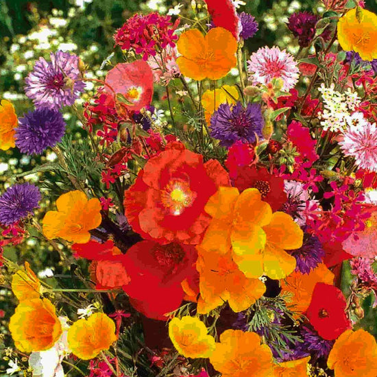 Annual Cut Flowers Mix Seeds, 1g - Ferry - Morse