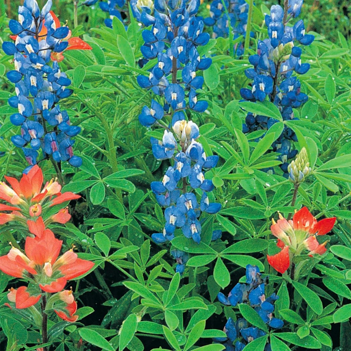 planting bluebonnet seeds in a pot Texas Bluebonnet Seeds, 2.3g