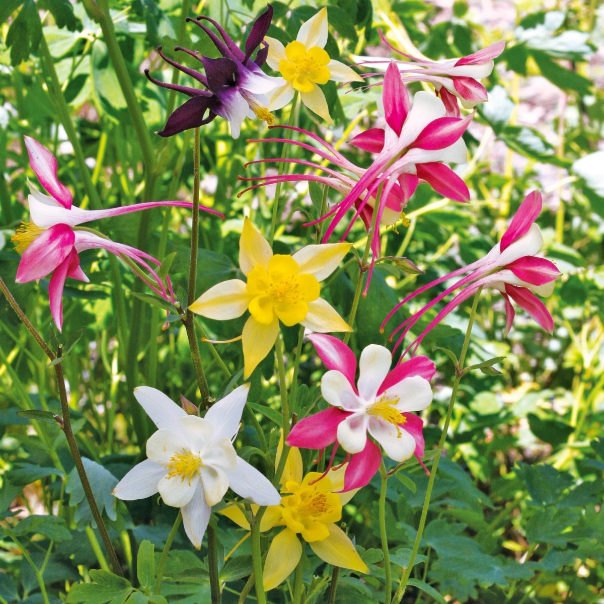 columbine plant seeds Ferry-Morse Online Edition 200mg Columbine McKana's Mixed Colors Seeds