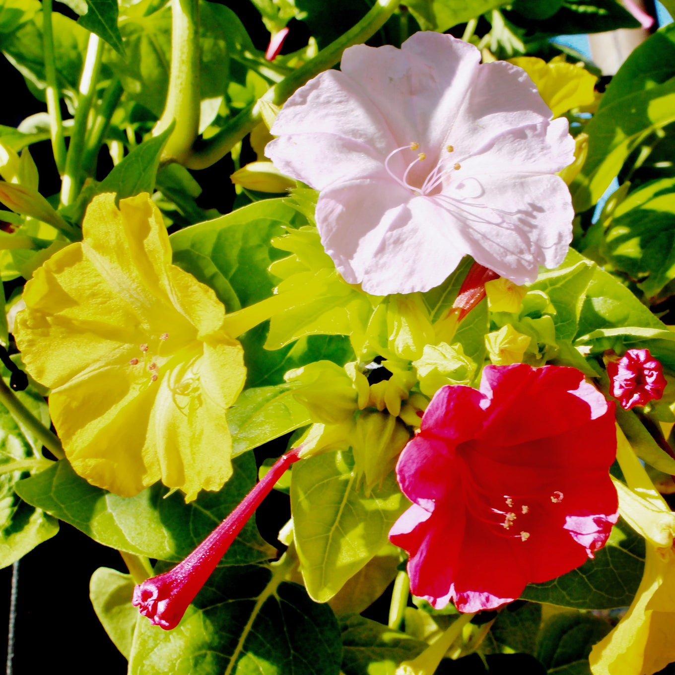 Mixed Colors Four O'Clock flower seeds fully matured and blooming beautifully against lighter green foliage in the bright sun. Picture shows red, white and yellow four o'clock flower blooms.