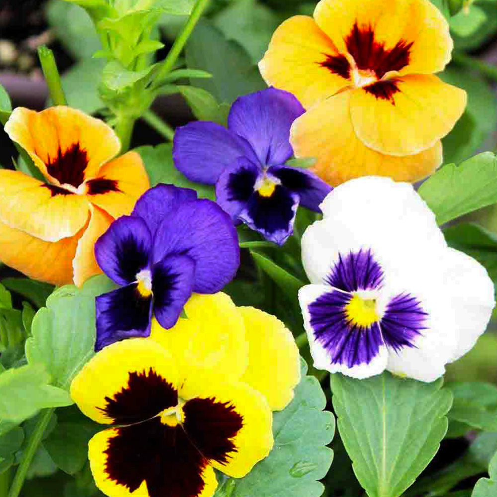 pansy seeds, swiss giants mixed colors – ferry-morse home