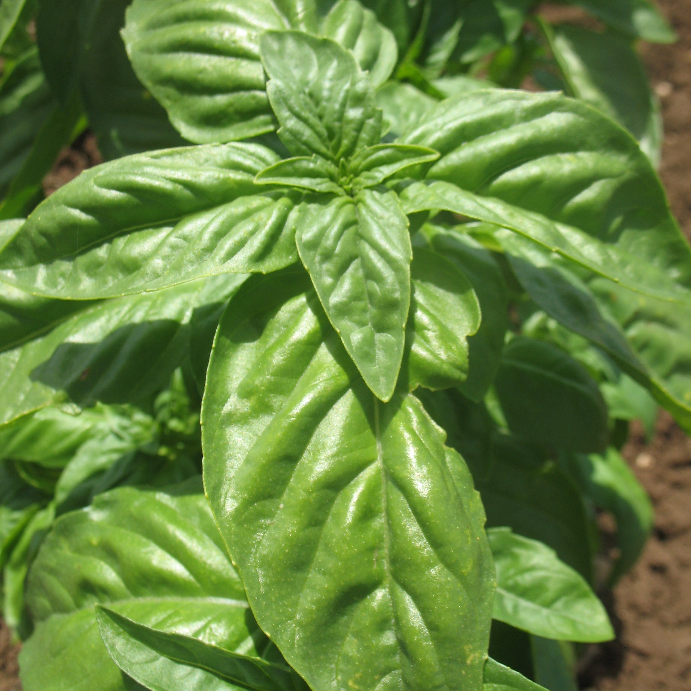 Buy Sweet Nufar Basil Plants Green Basil Plants Bundle Ferry Morse