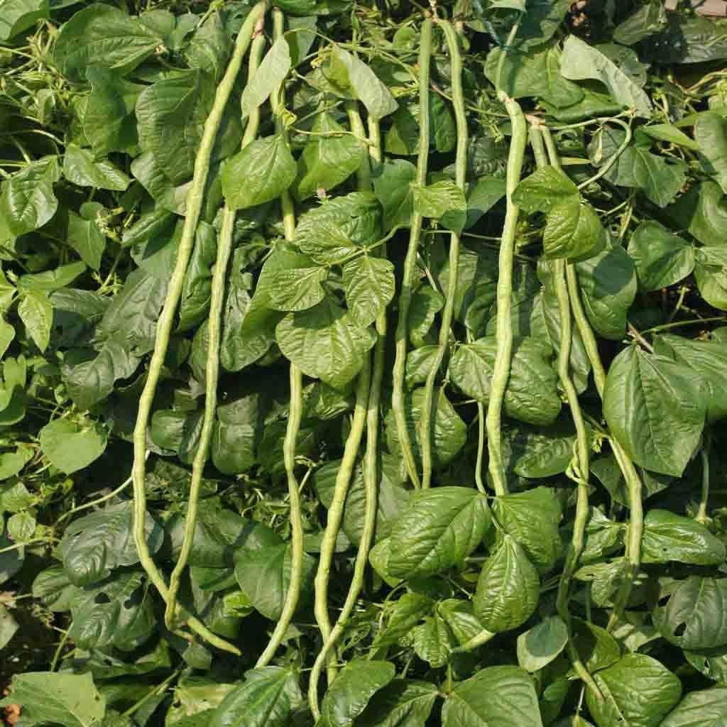 Bean Orient Wonder Seeds | Vegetable Garden | Non-GMO