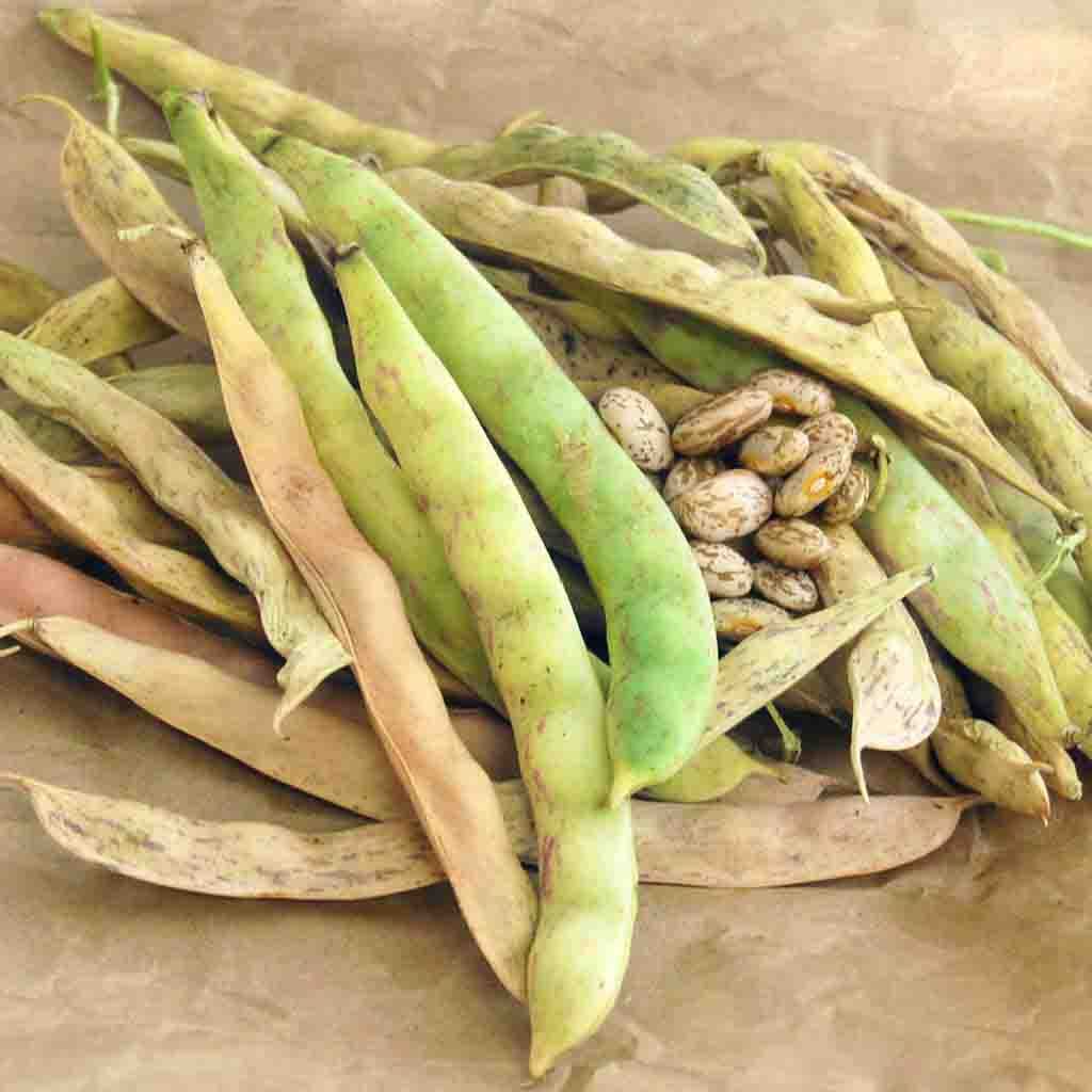Pinto Beans seeds fully matured and harvested, ready for cooking!