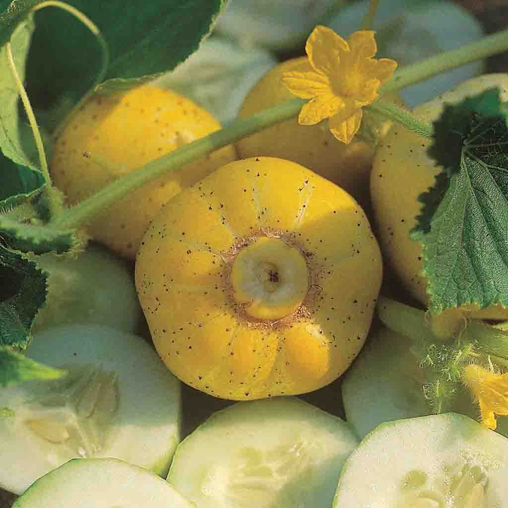 cucumber plant seeds Cucumber Lemon Seeds 1.6g from Ferry-Morse Seeds